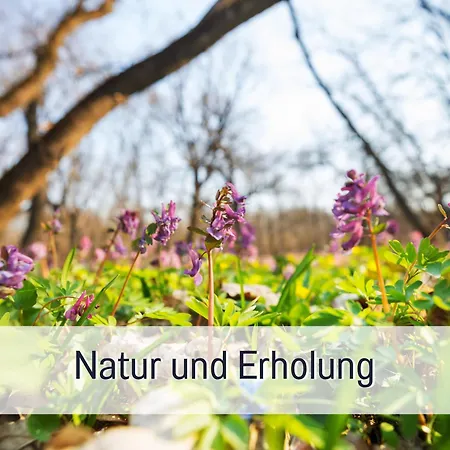 Urlaub Im Wanderparadies - Herzgruen Mit Traumhafter Aussicht Und Sauna Im Haus, E-ladestation *